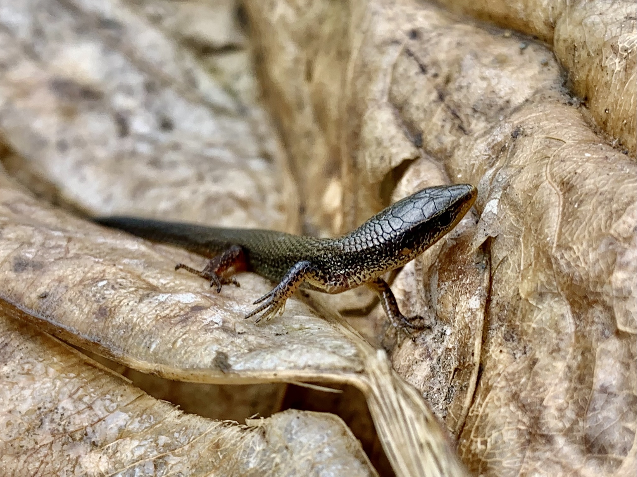 Macropholidus image