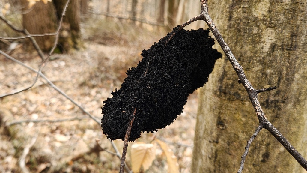 Honeydew Eater from Woodstock, MD, USA on March 7, 2024 at 0104 PM by