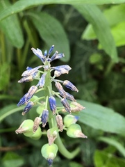 Muscari armeniacum