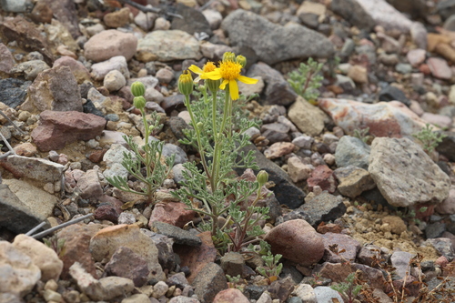 Vasey's Rockdaisy (Laphamia vaseyi)
