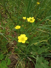 Ranunculus neapolitanus