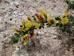 Chamaecytisus hirsutus