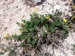 Chamaecytisus hirsutus