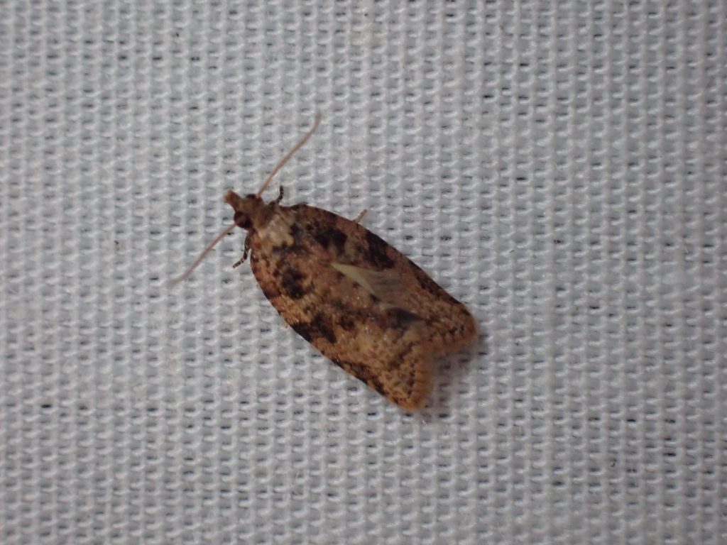 Archipini from 4 Ronald Ct, Somerville VIC 3912, Australia on March 9 ...