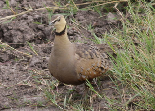 Yellow-throated Sandgrouse (Pterocles gutturalis), photo 9