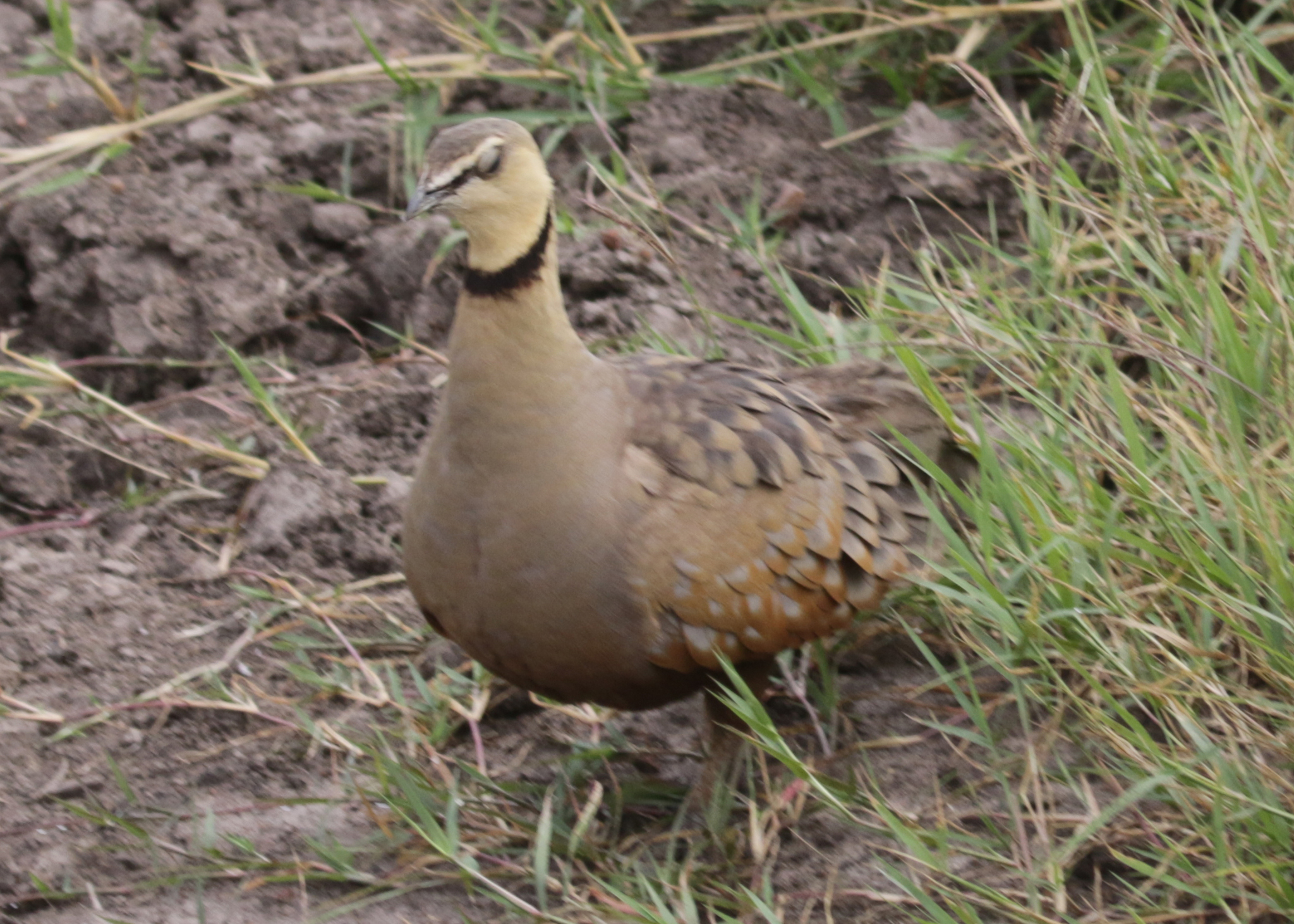 Yellow-throated Sandgrouse (Pterocles gutturalis)