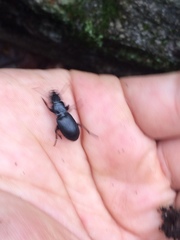 Pterostichus rostratus