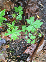 Ranunculus uncinatus