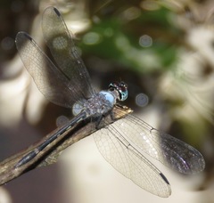 Argyrothemis argentea