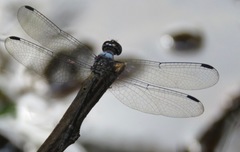 Argyrothemis argentea