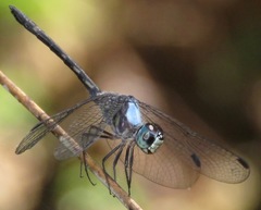 Argyrothemis argentea