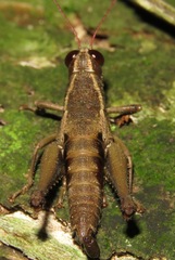 Episomacris pakitzae