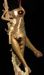 Episomacris pakitzae