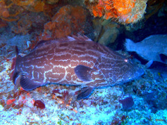Mycteroperca bonaci