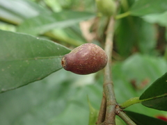 Ficus formosana