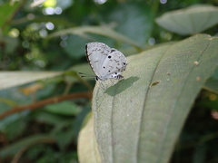 Megisba malaya sikkima