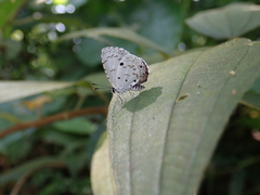 Megisba malaya sikkima