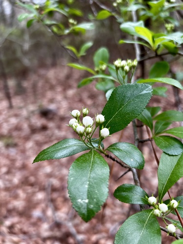 Crataegus berberifolia, photograph 6