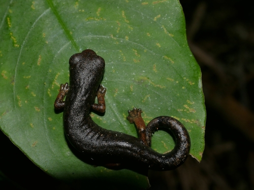 Yarmal Climbing Salamander, Bolitoglossa vallecula