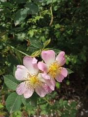 Rosa canina