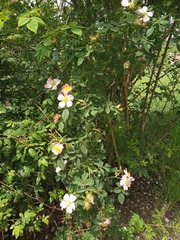 Rosa canina