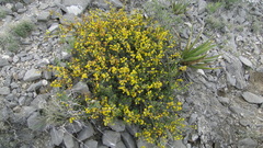Vachellia glandulifera