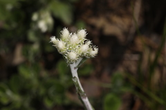 Antennaria virginica