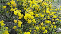 Vachellia glandulifera