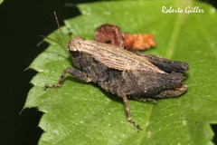 Tettigidea cuspidata
