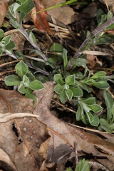Antennaria virginica