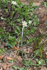 Antennaria virginica