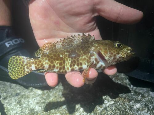 Honeycomb Grouper — seen at this dive site