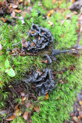Phellodon sinclairii
