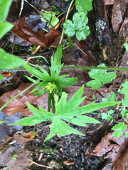 Ranunculus uncinatus