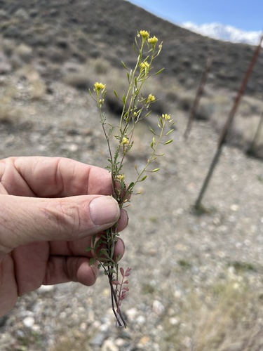 Sierra Tansymustard (Descurainia californica)