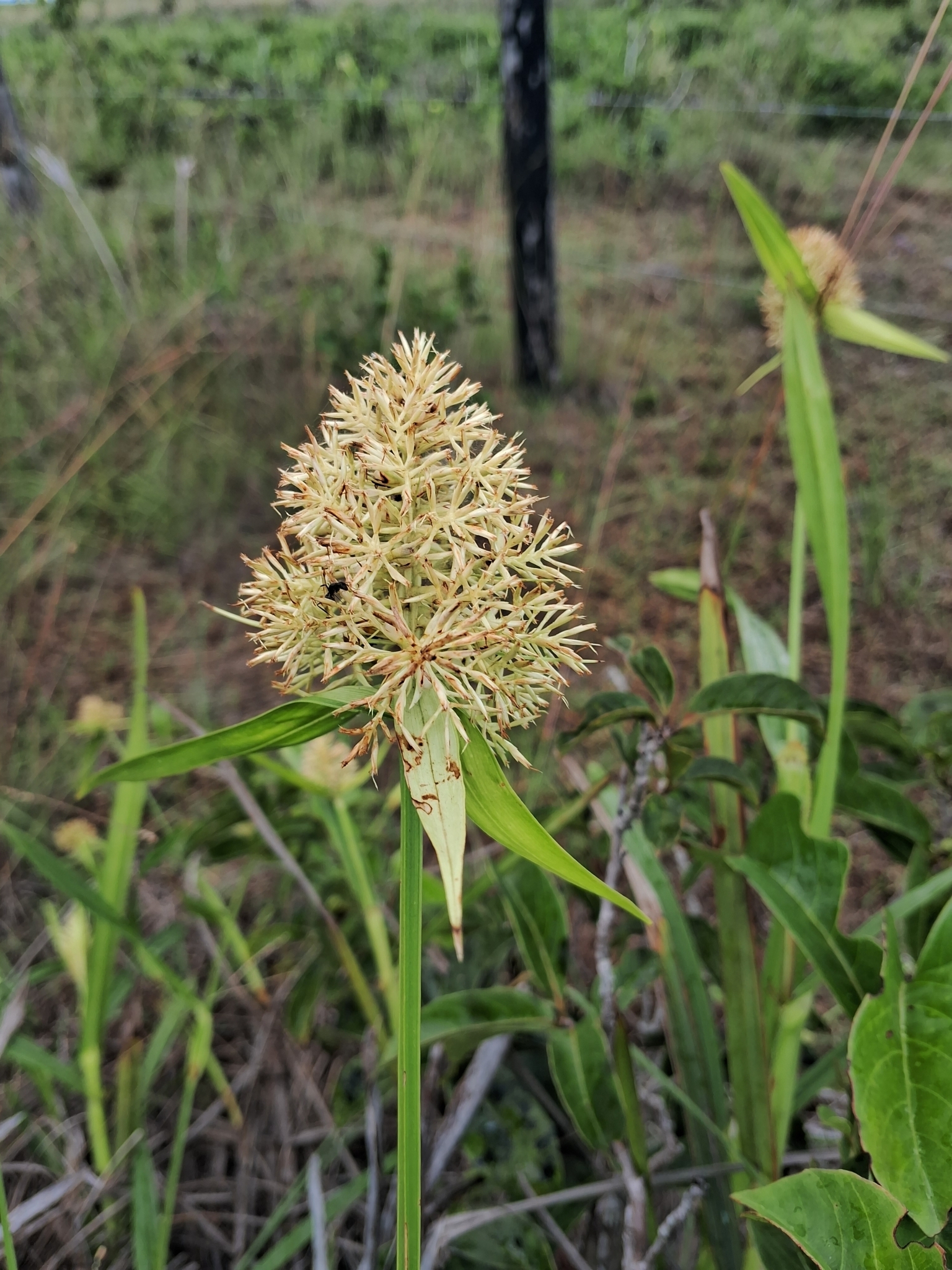 Scleria cyperina