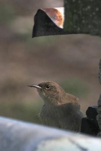 Cobb's Wren (Troglodytes cobbi), photo 7