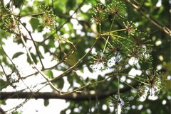 Eleutherococcus trifoliatus