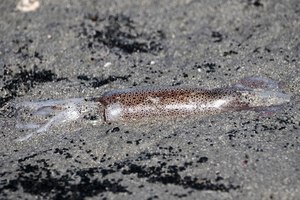 Doryteuthis gahi