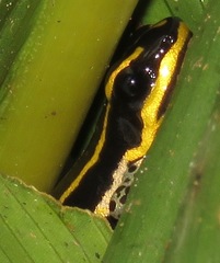 Ranitomeya sirensis