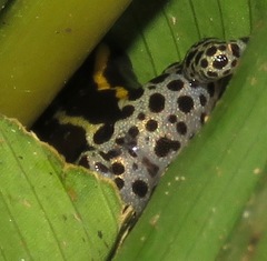 Ranitomeya sirensis