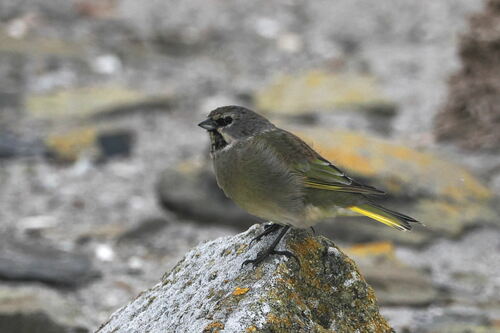 White-bridled Finch (Melanodera melanodera), photo 8