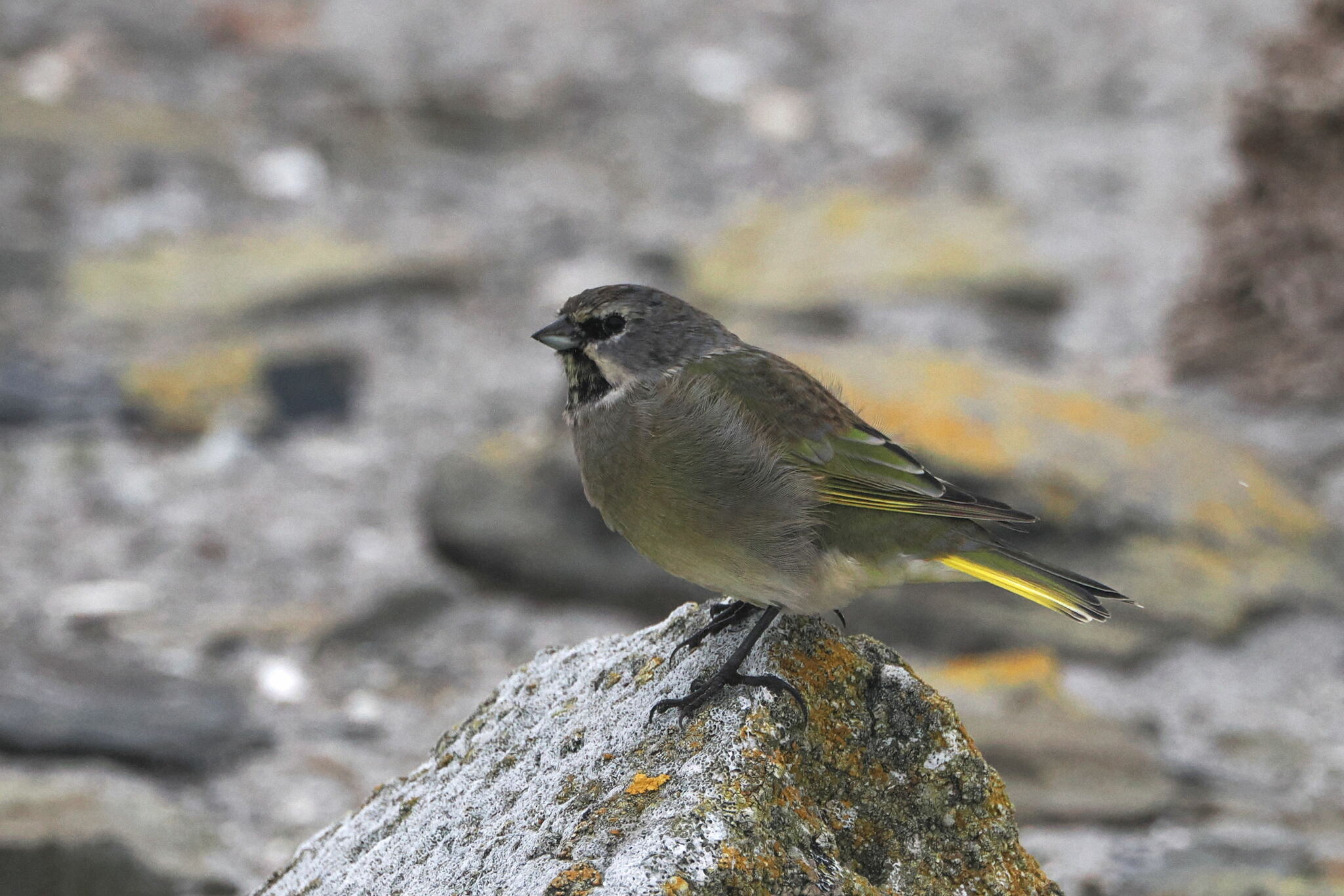 White-bridled Finch (Melanodera melanodera), photo 8
