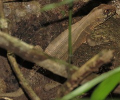 Stenocercus roseiventris