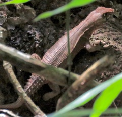 Stenocercus roseiventris