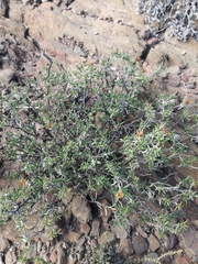 Gorteria integrifolia