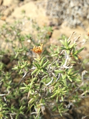 Gorteria integrifolia