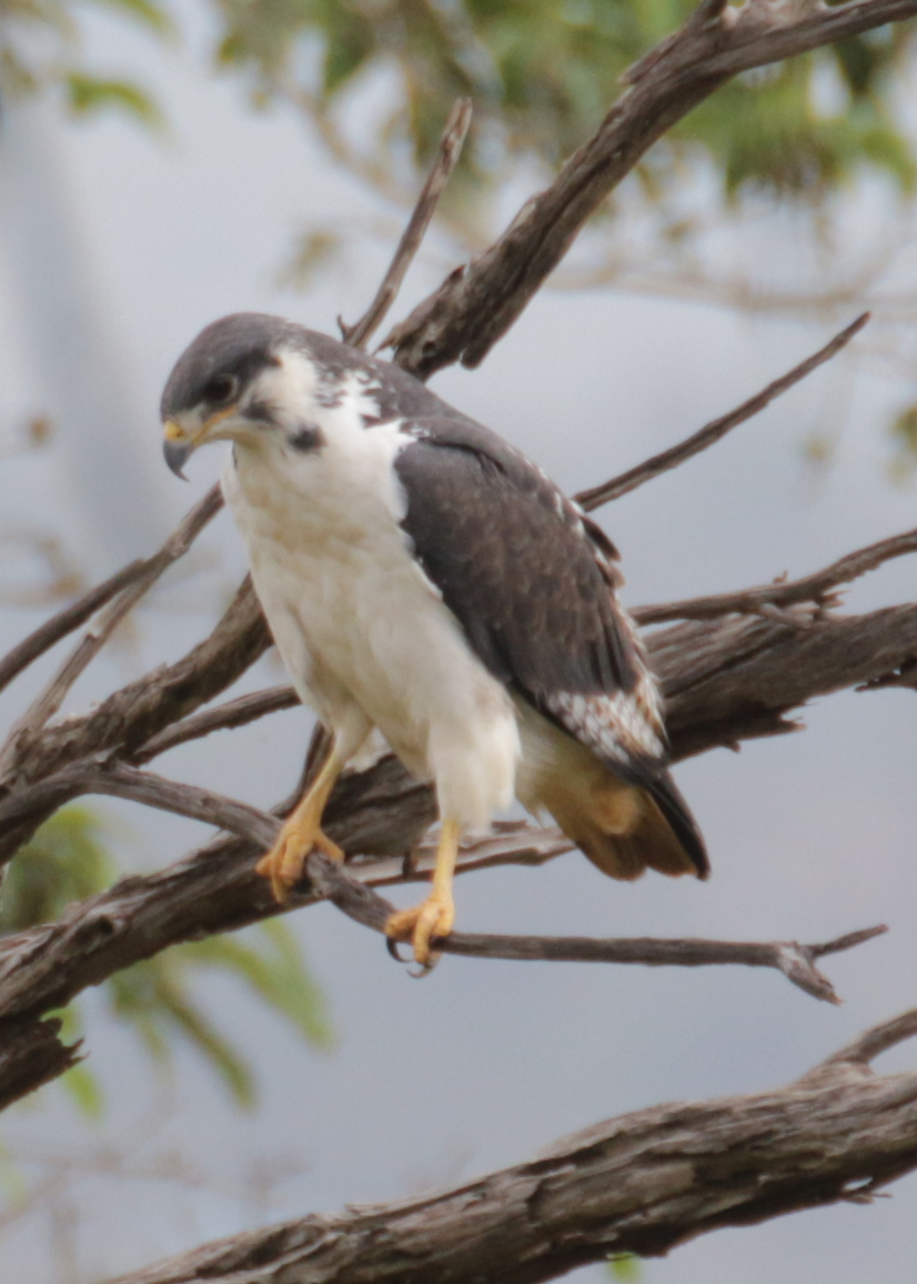 Augur Buzzard illustration