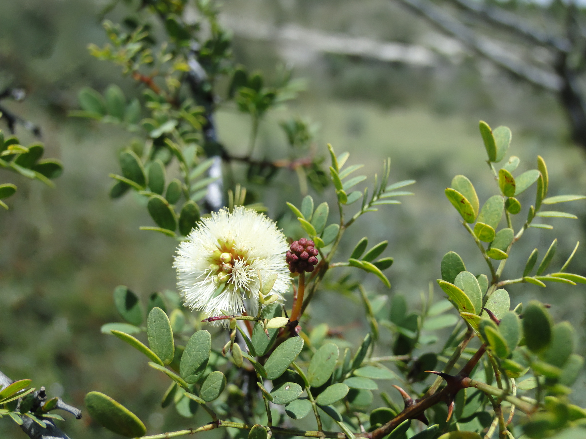 Senegalia roemeriana