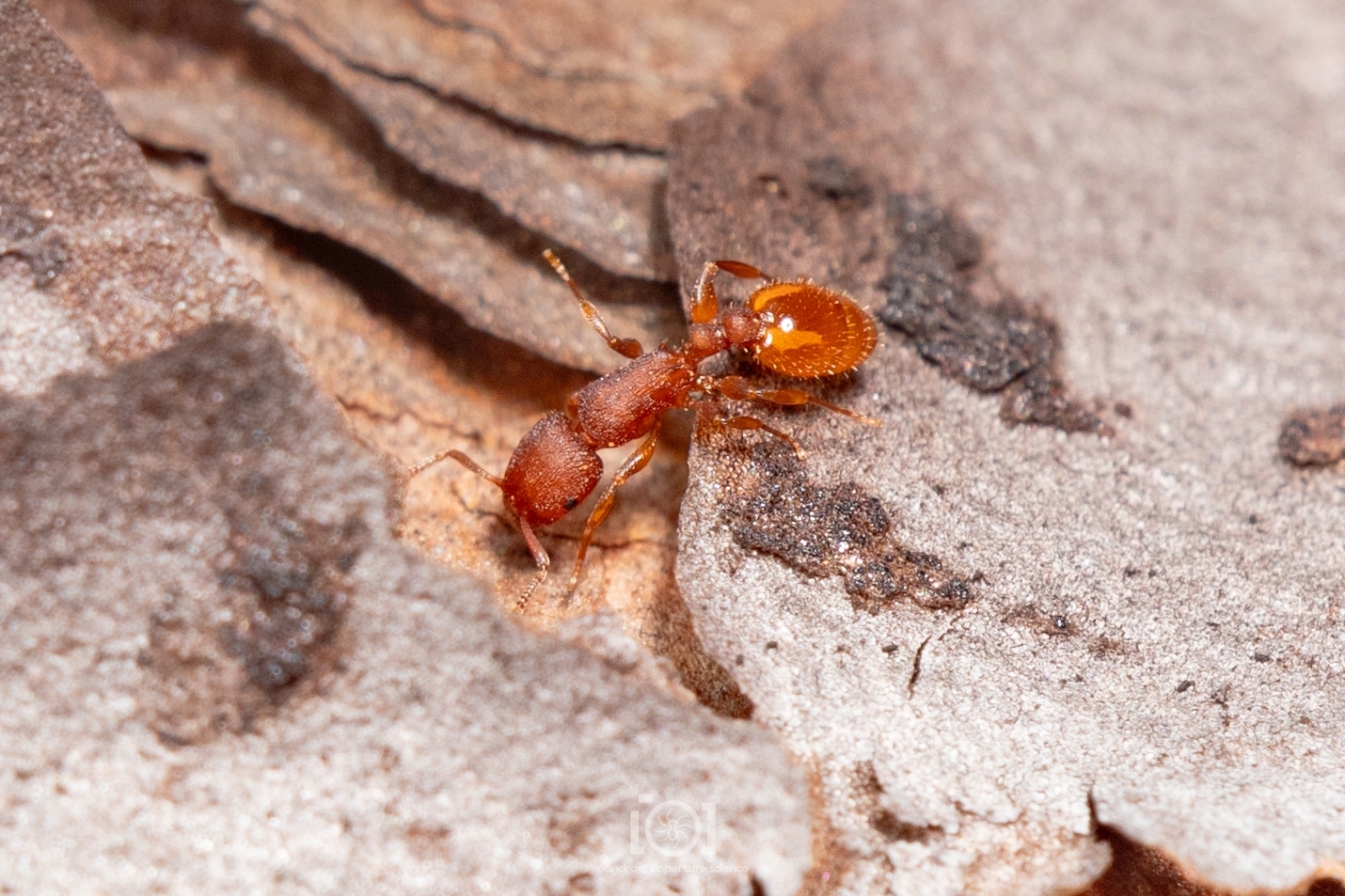 Temnothorax bradleyi